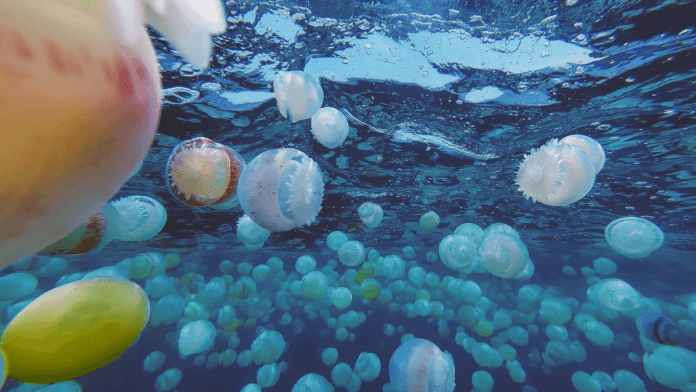 Jellyfish