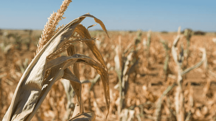 maize shortfall