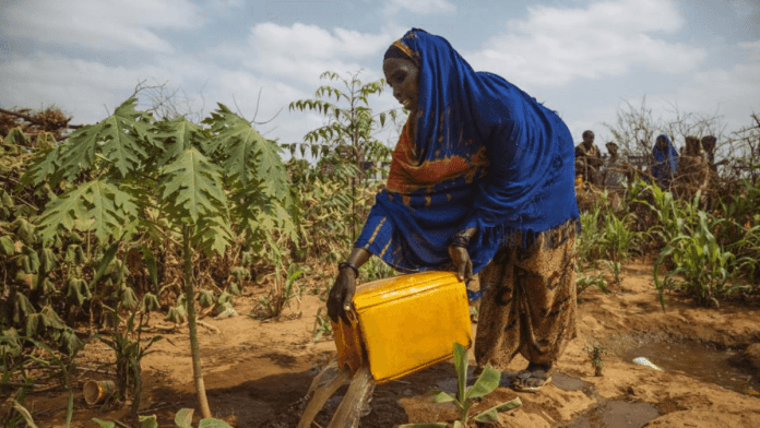 Rural Livelihood Resilience Programme (RLRP)