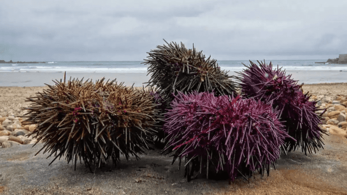 sea urchins