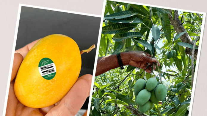 Sugar Mango