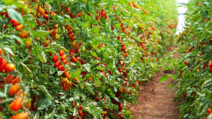 NIHORT introduces high-yield, disease-resistant tomato and pepper varieties to boost food security in Nigeria.