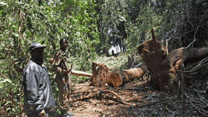 Uganda's forestry