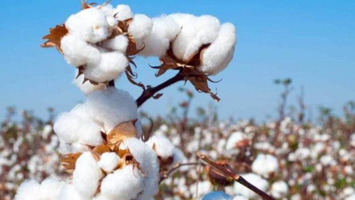 Investigative Report: Nigeria Cotton Industry Faces Collapse As Challenges Pile In The North