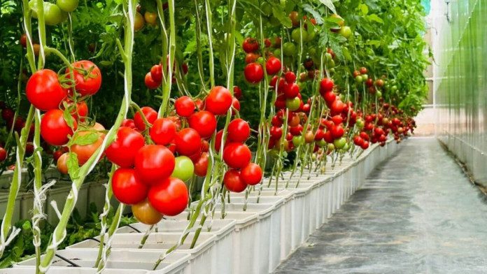 Six practical sustainable farming tips for Nigerian crop farmers