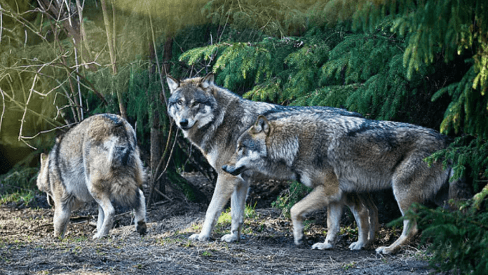 wolf population
