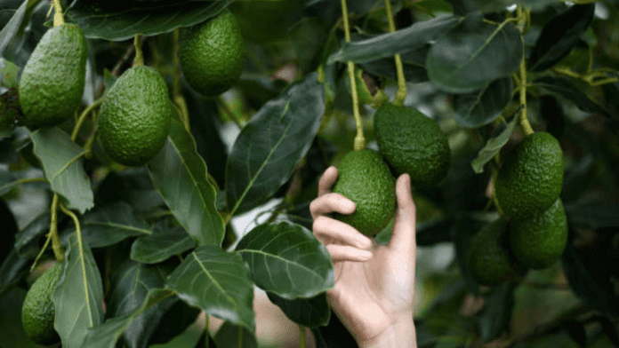 avocado trade
