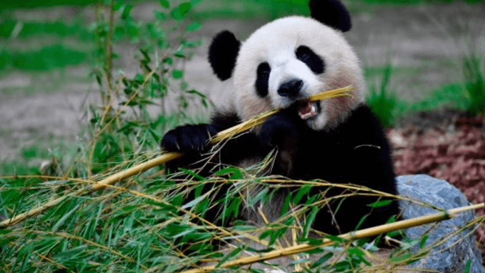 bamboo shoots