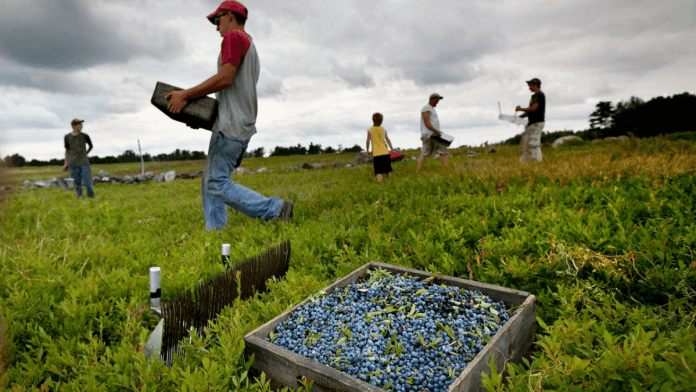 blueberry exports