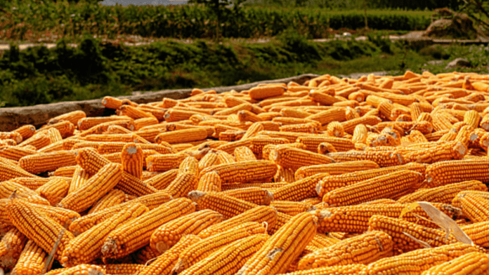 corn prices