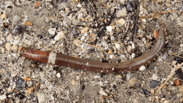 invasive worms