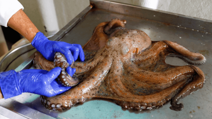 octopus farm