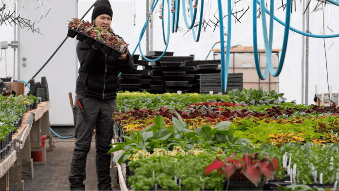 organic farming