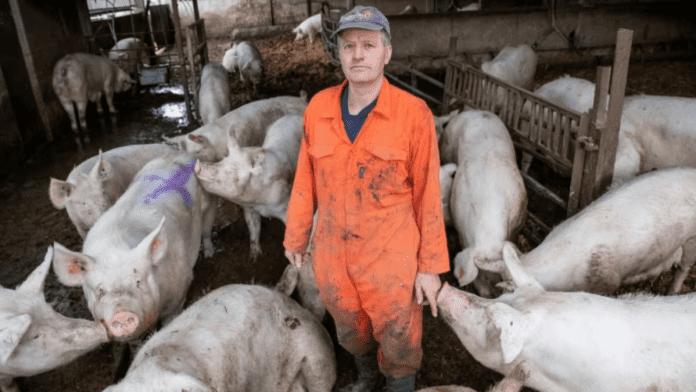 Pig Farming