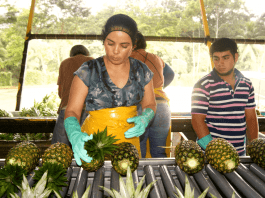 Sri Lanka pineapple export