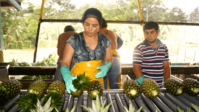 Sri Lanka pineapple export