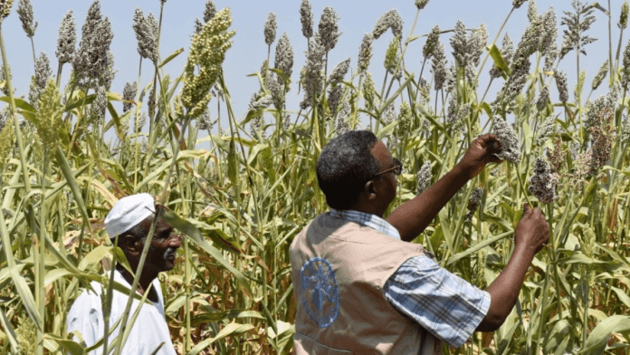 Sudan Food Crisis