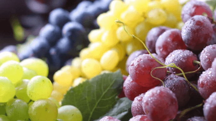 table grape exports