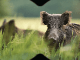 wild pigs