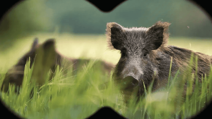 wild pigs