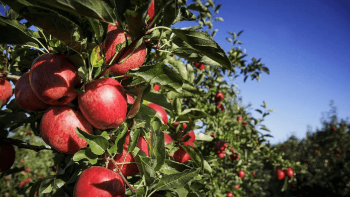 New Zealand’s apple