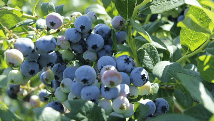 Serbian blueberries