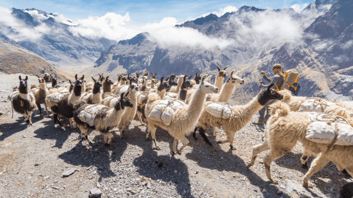Bolivia camelid