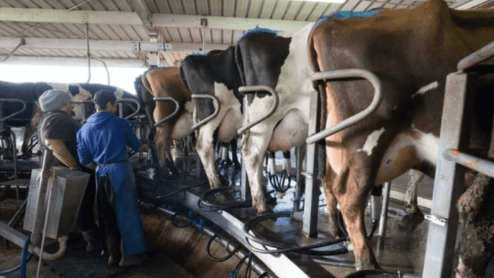 dairy farmers