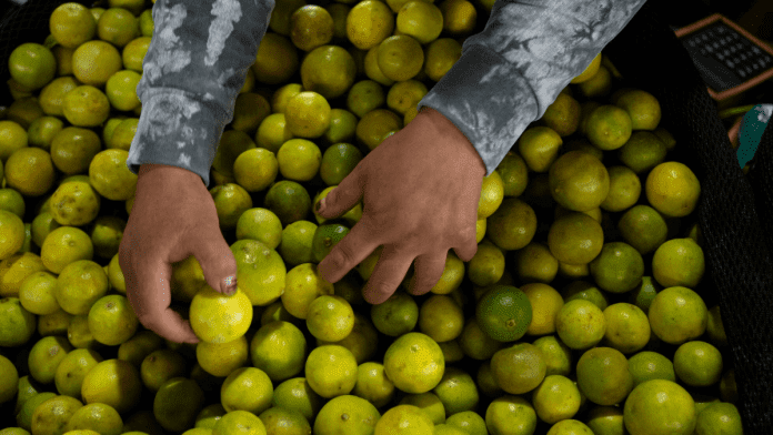 Spanish limes