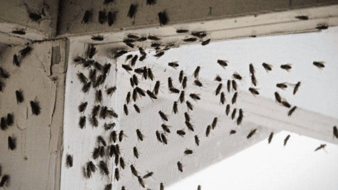 fly invasion