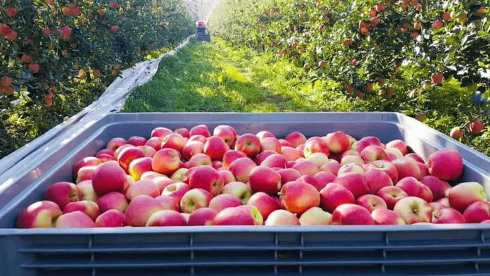 German apples