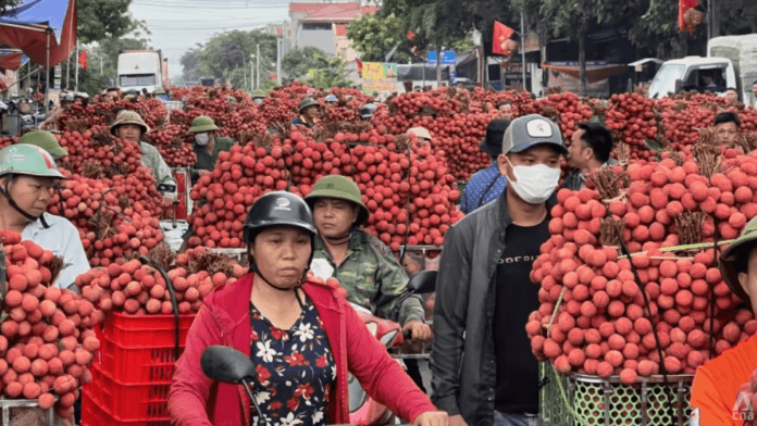 Vietnam lychee