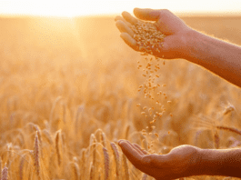 food security