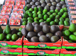Peruvian avocados