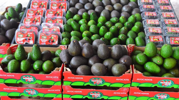 Peruvian avocados