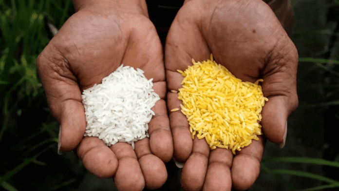 Golden Rice
