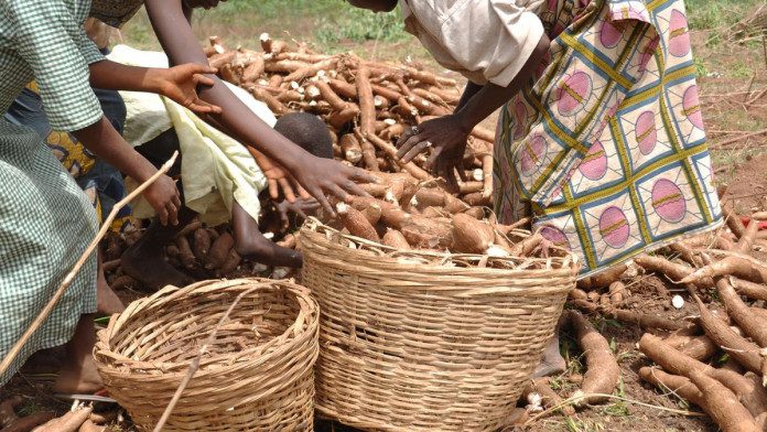 Five Million Nigerian Youths To Receive Cassava Cultivation Training