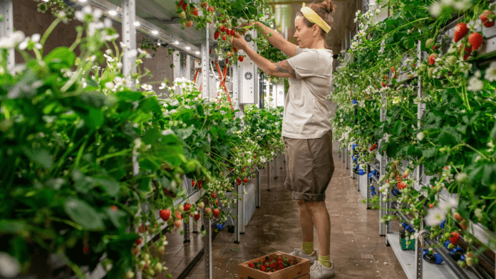 Vertical farming