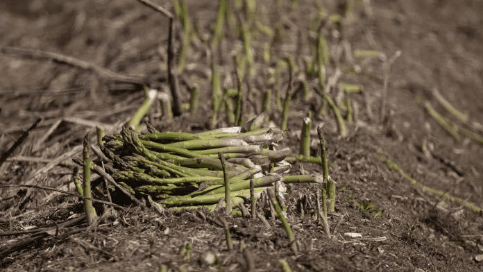 California asparagus