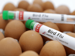 Bird flu