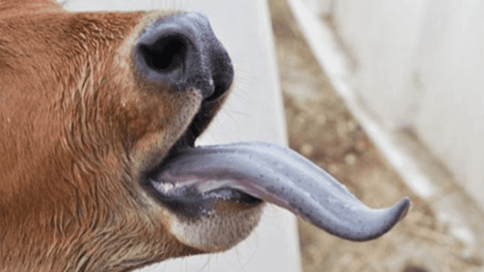 bluetongue disease