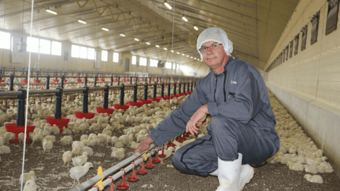 Scandinavian broiler welfare