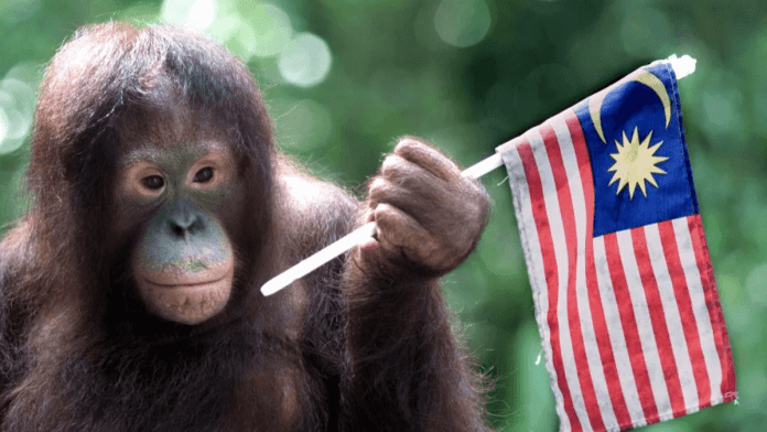 palm oil