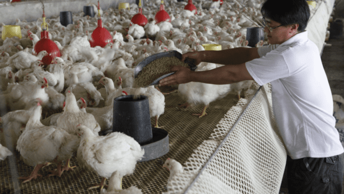 Asian poultry industry