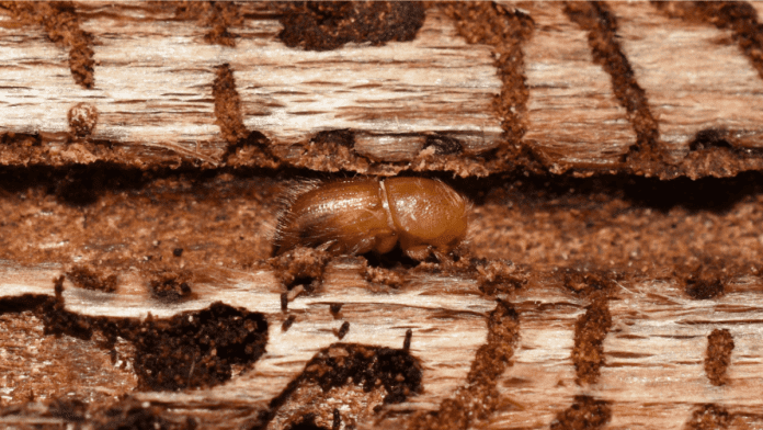 beetle