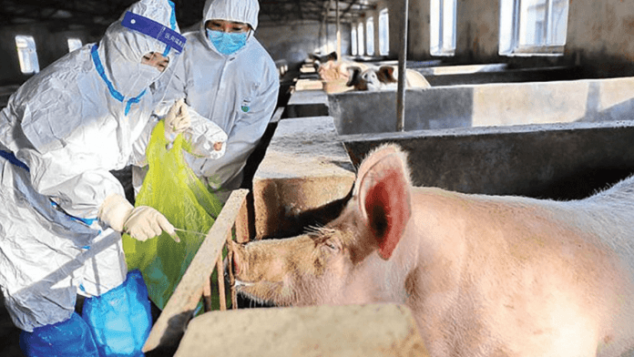 African Swine Fever