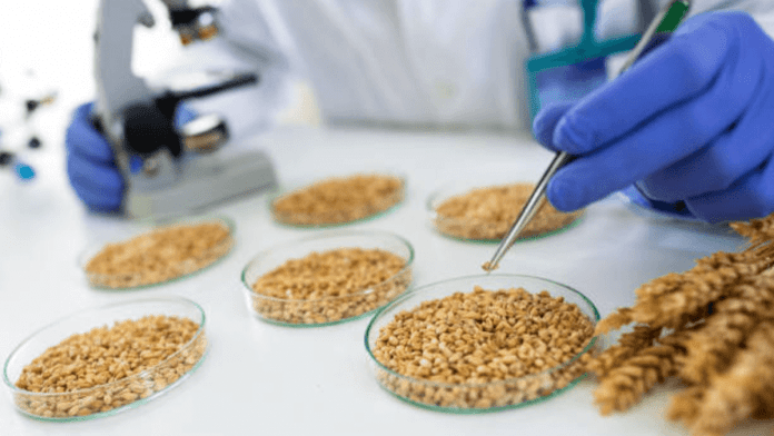 genetically modified