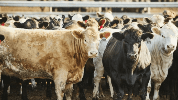 genetic evaluation