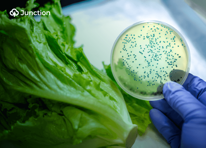 Lagos cholera outbreak and the importance of food traceability technology