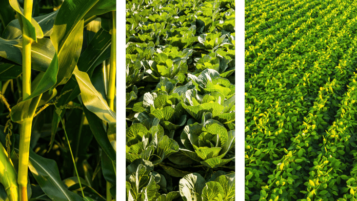 crop diversification